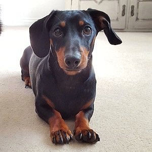 Dobby the Mini Dachshund net worth