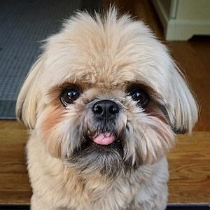 Dougie the Shih Tzu net worth