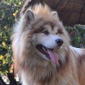 Tydus the Alaskan Malamute net worth